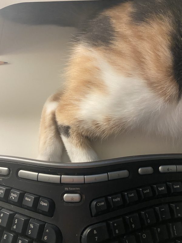 cat by keyboard.