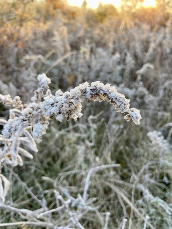 frosty leaves.