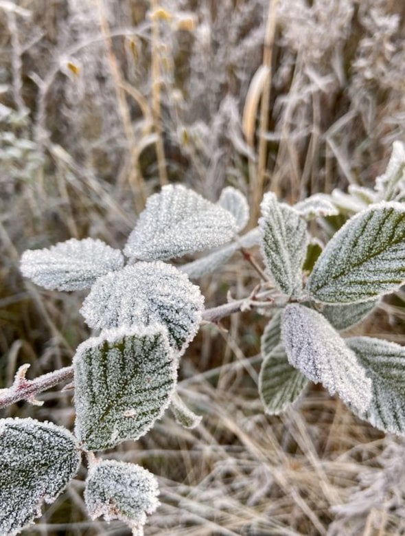 frosted leaves.