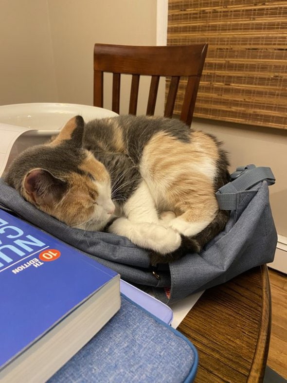 cat sleeping on backpack.