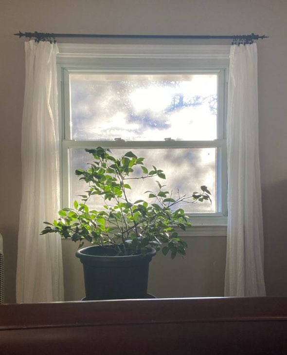 sunny window.