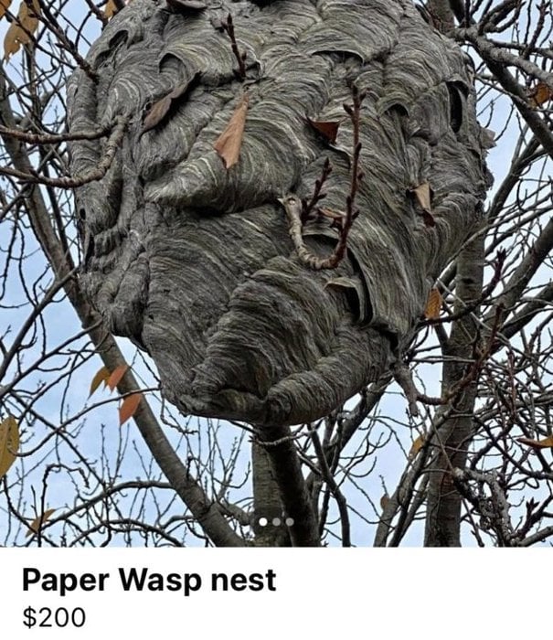 wasp nest.