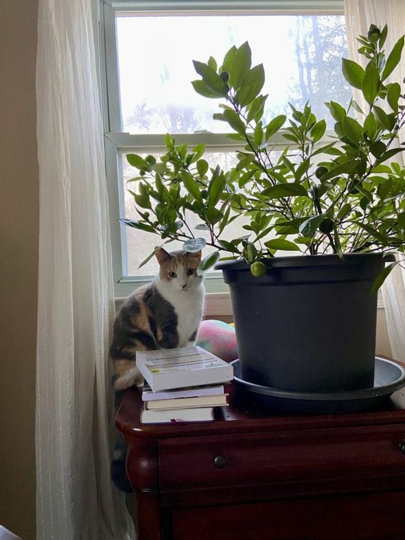 cat by window.