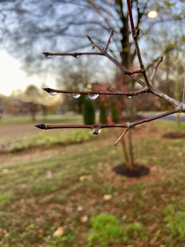 drops on tree branches.