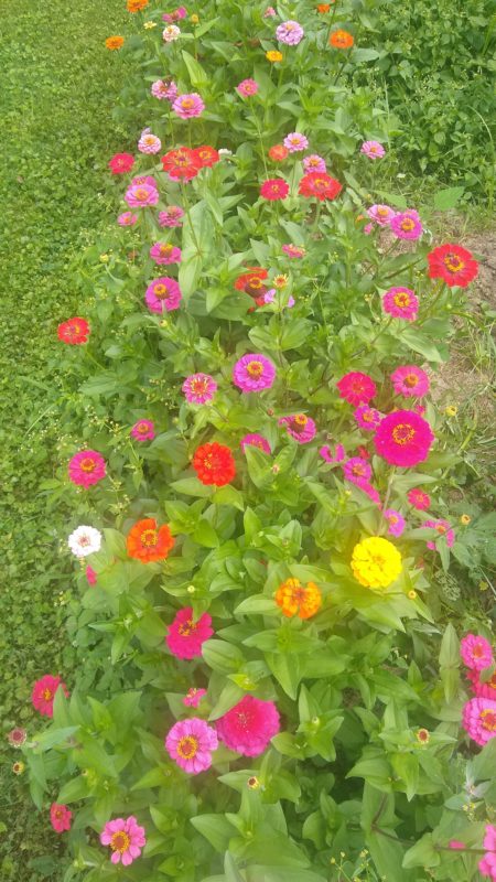 zinnias