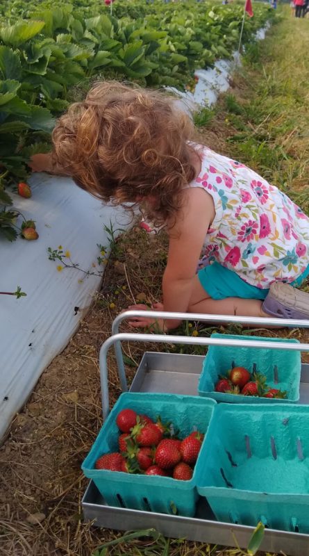 little girl picking strawberries.