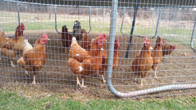 chickens in fence.