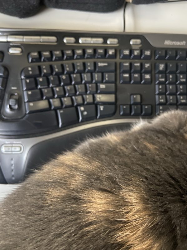 cat by keyboard.