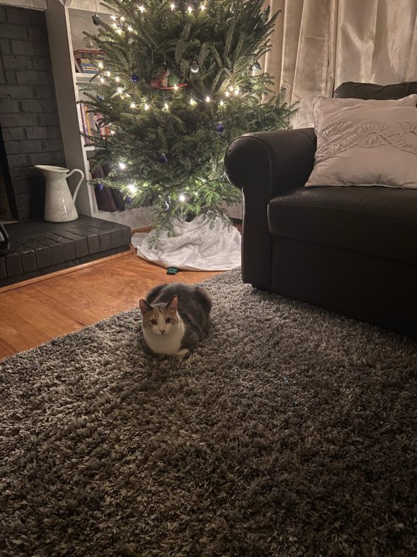 cat by tree.