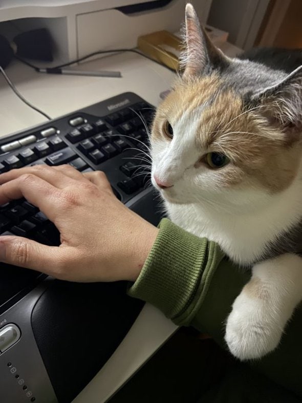 cat by keyboard.