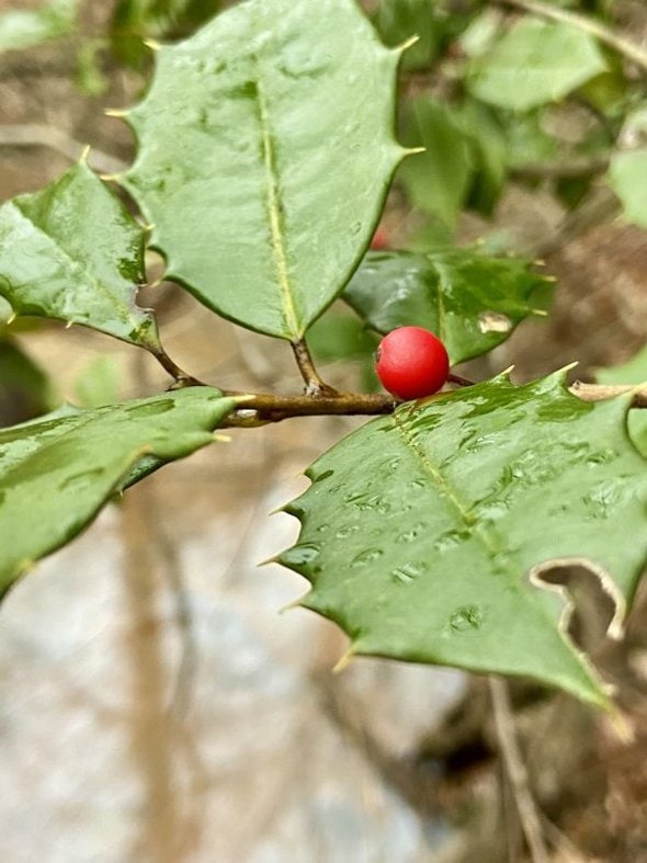 red holly berry.