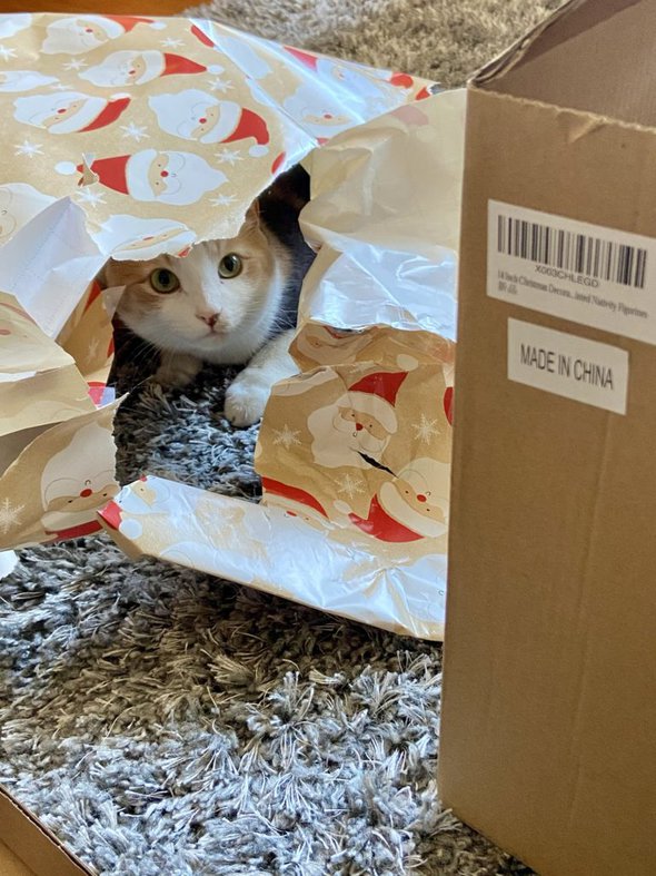 cat under wrapping paper.