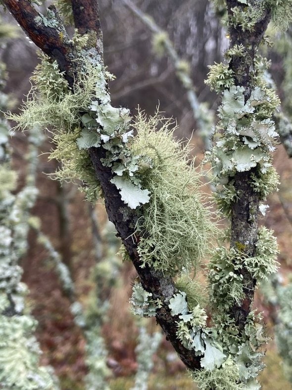 tree with moss.