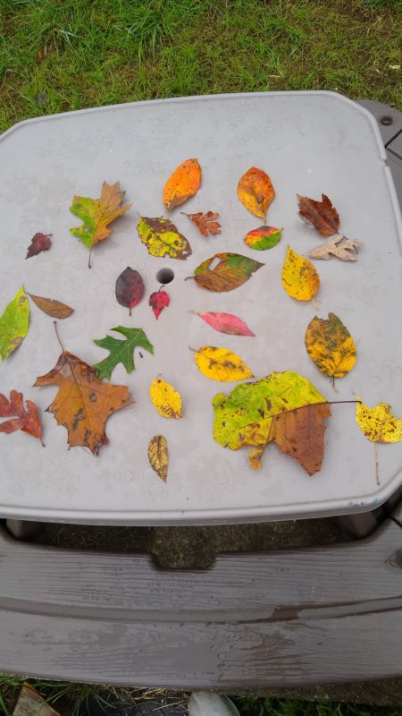 colorful autumn leaves.