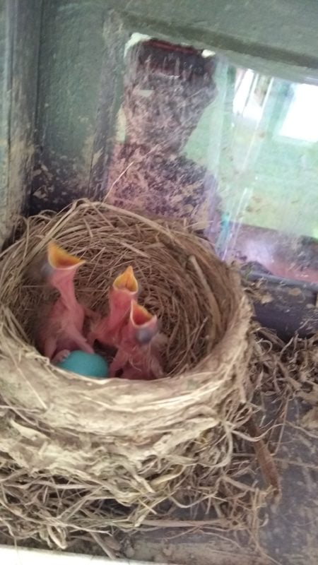 baby bird nest