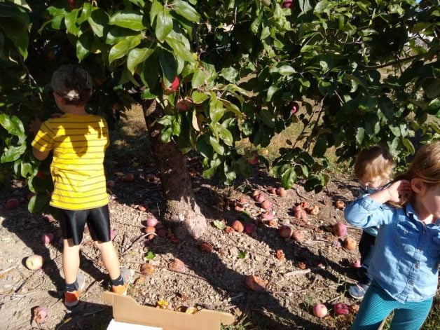 kids in orchard.