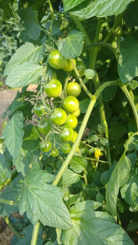 green cherry tomatoes.