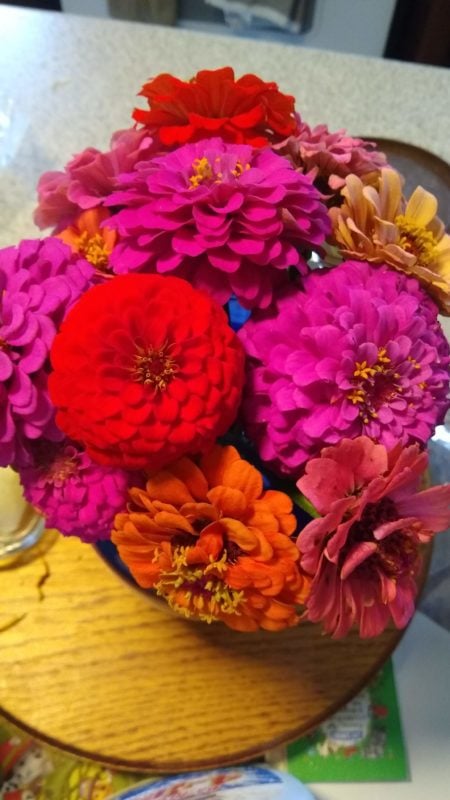 zinnias.