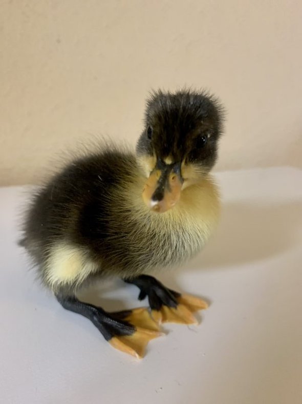 baby duck