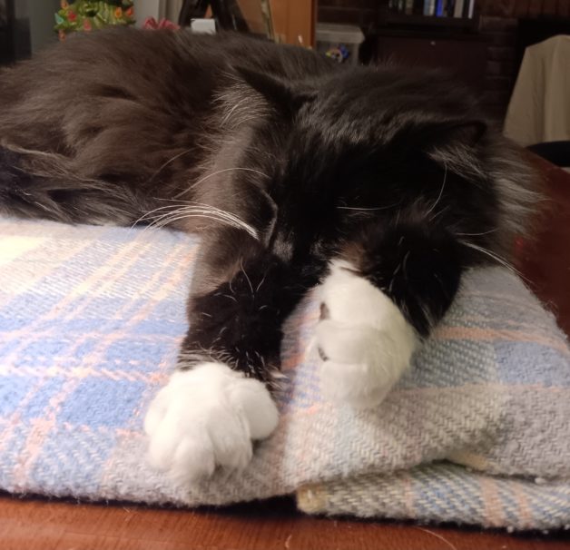 cat on blanket.