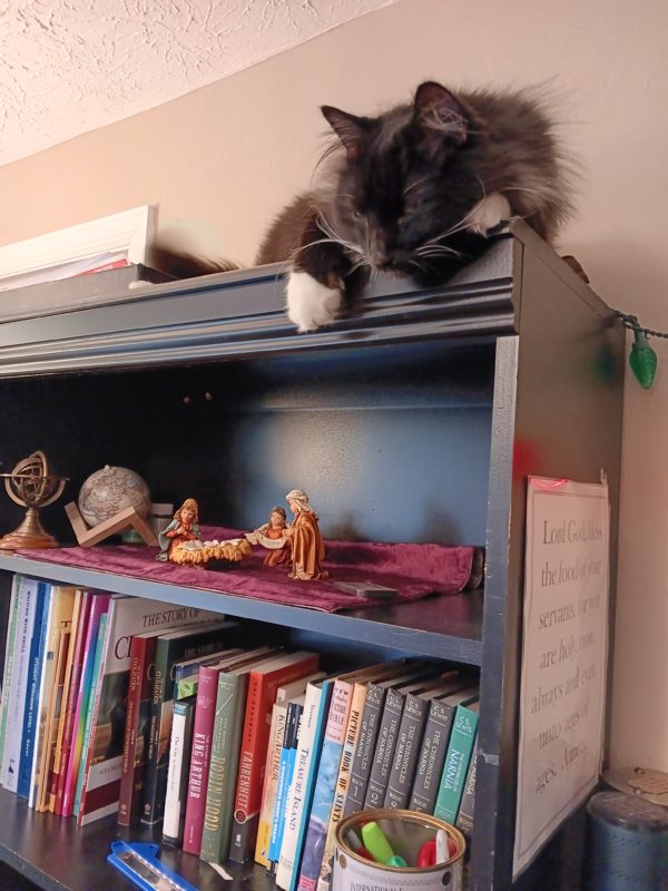 cat on bookshelf