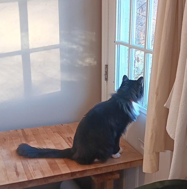 cat on table