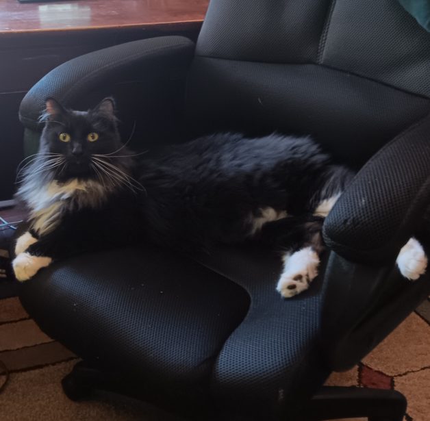 cat in black chair.