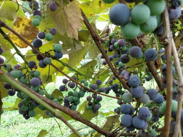 grapes on the vine.