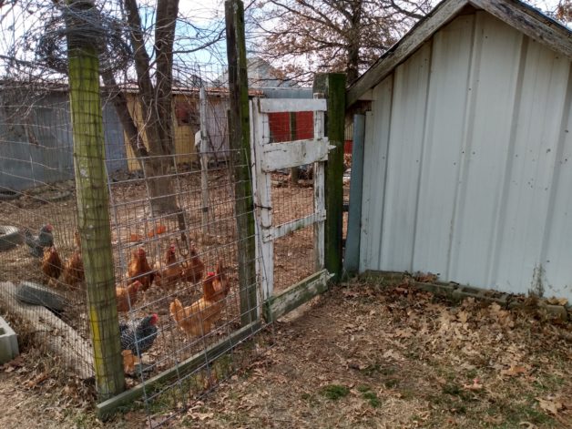 chickens inside a fence.