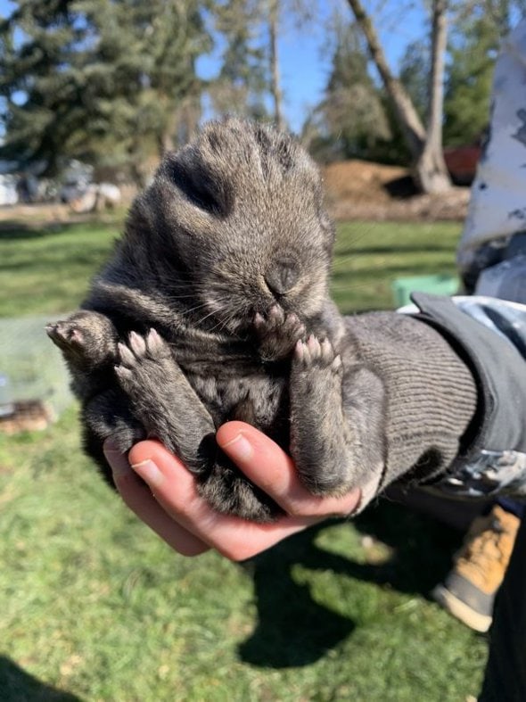 baby rabbit.