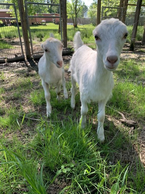 white goats.