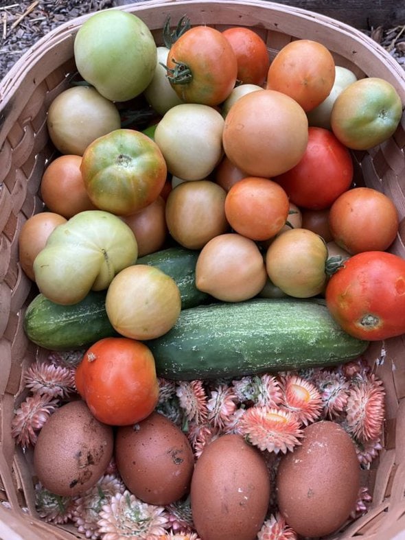 basket of garden produce.