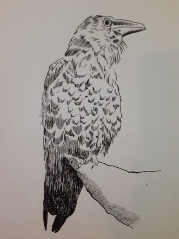 raven drawing.