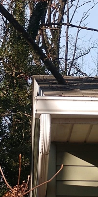 branch in roof.