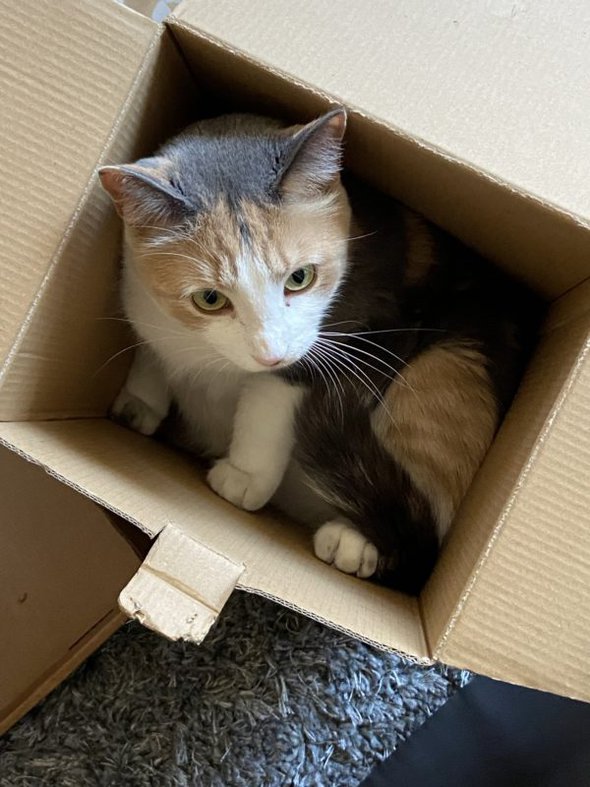 cat in box.
