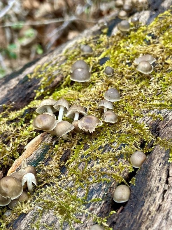 tiny mushrooms.
