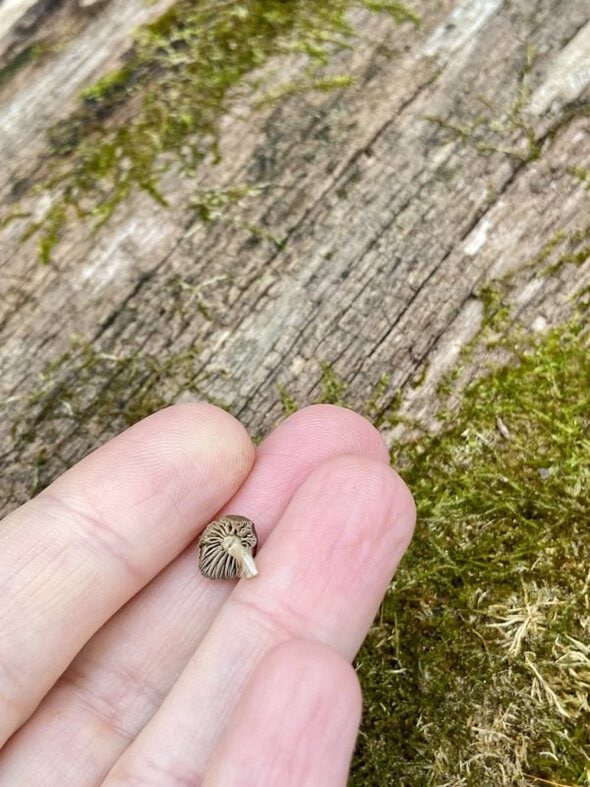 tiny mushroom.