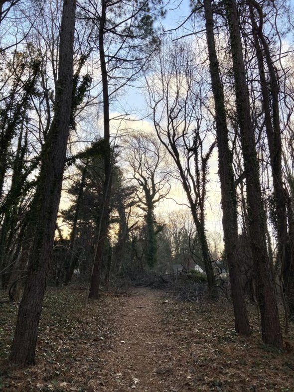 winter trees on a walking path.