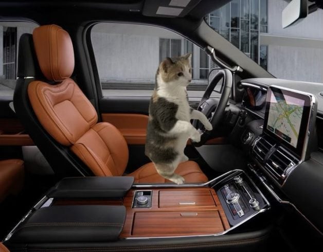 cat in car.