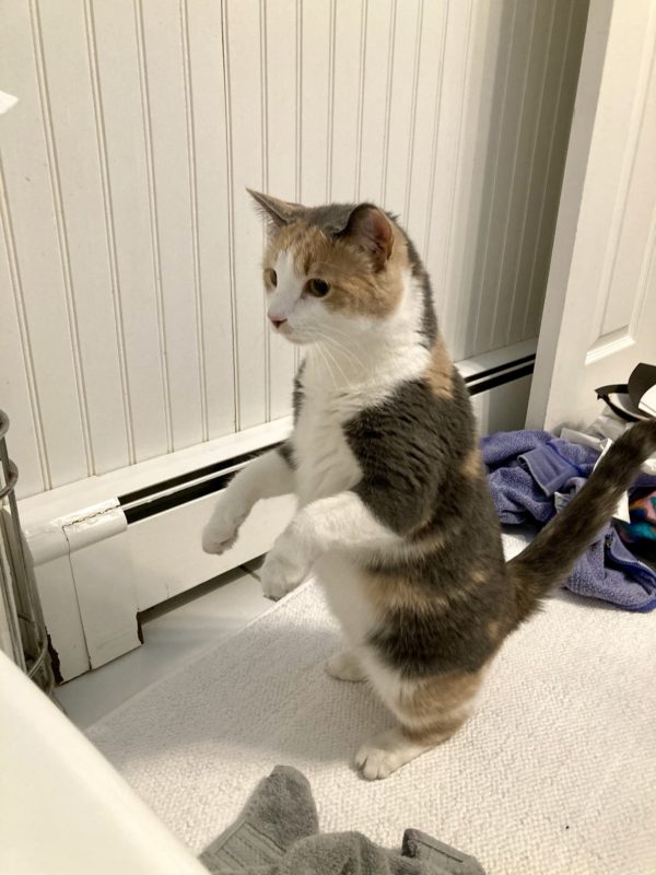 cat standing up.
