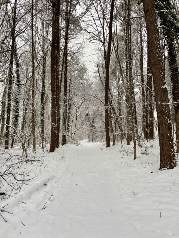 snowy trail.