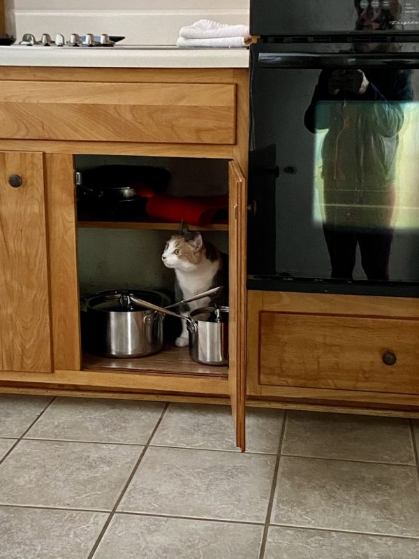 cat in cabinet.