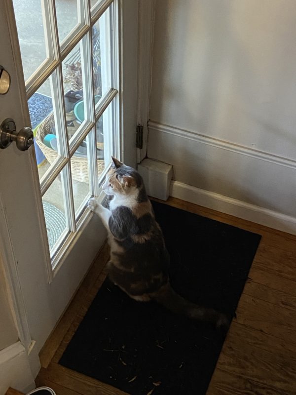 cat by door.