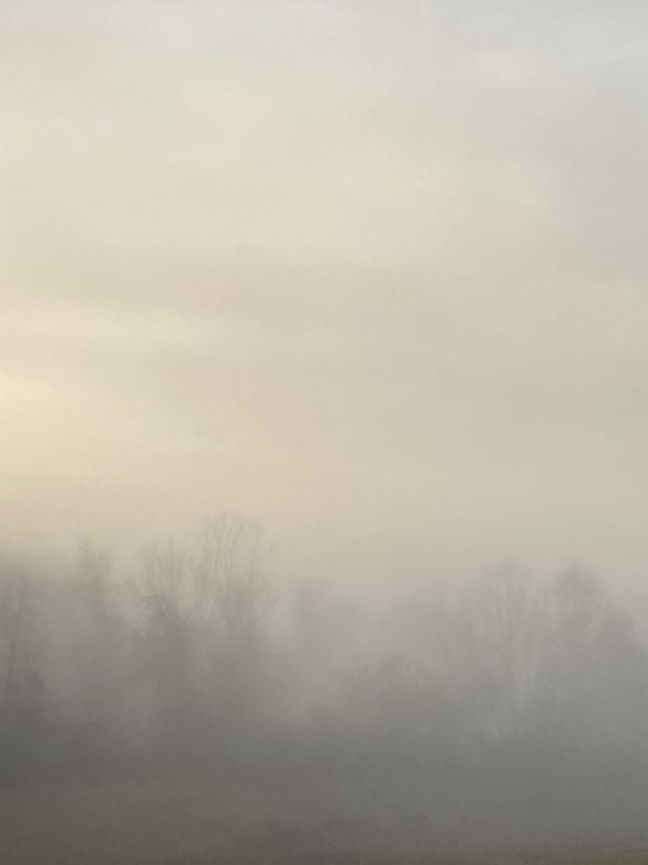 foggy trees.