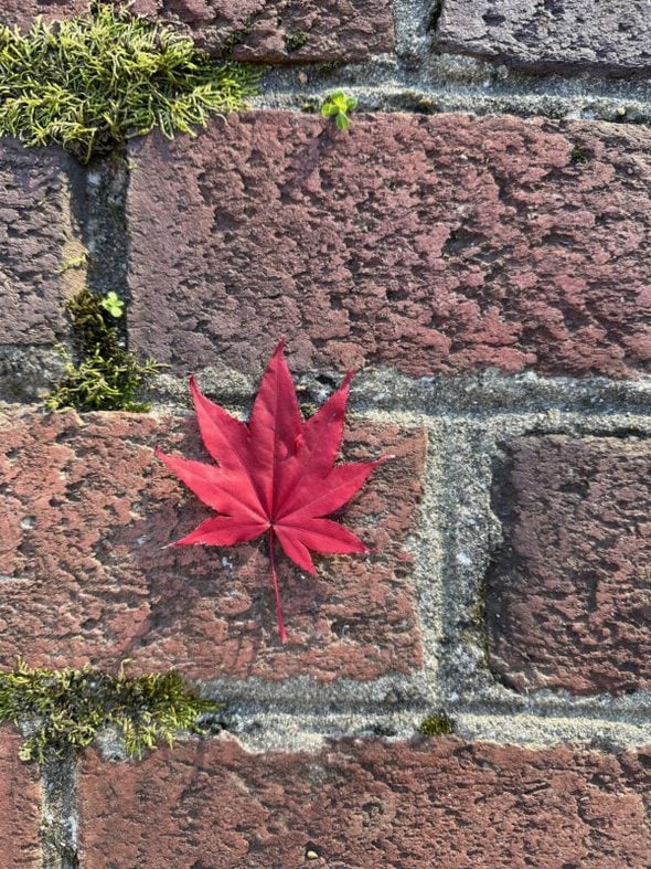 red maple leaf.