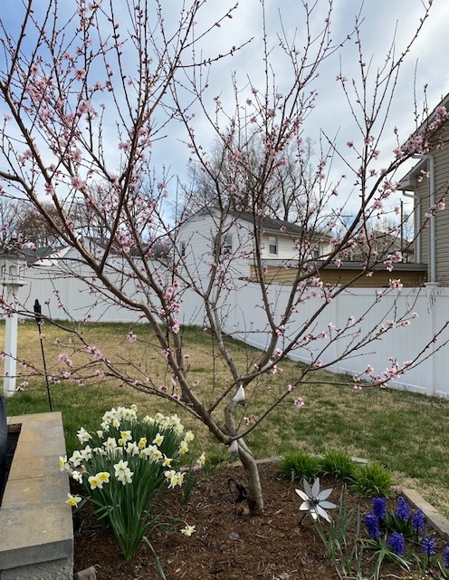 cherry blossoms in a yard.
