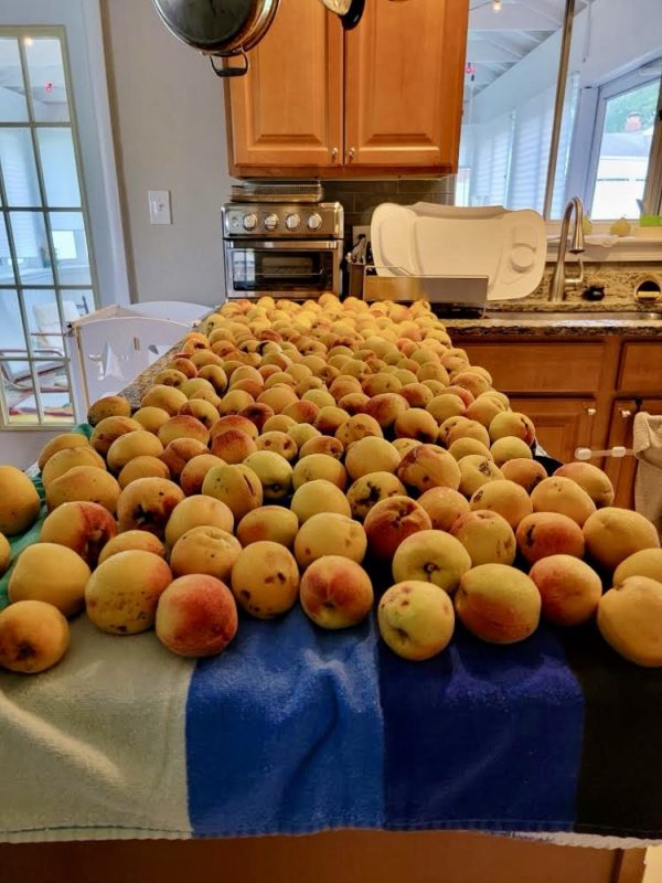 peaches on a countertop.