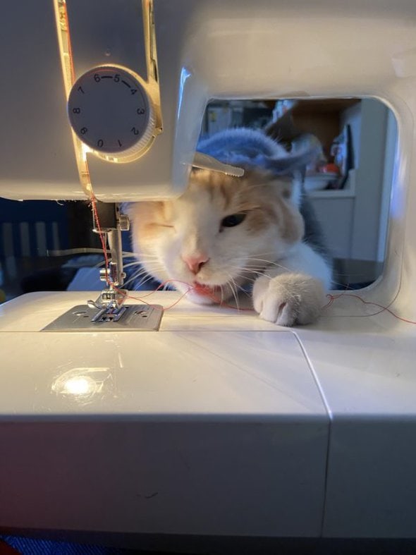 chiquita by the sewing machine.