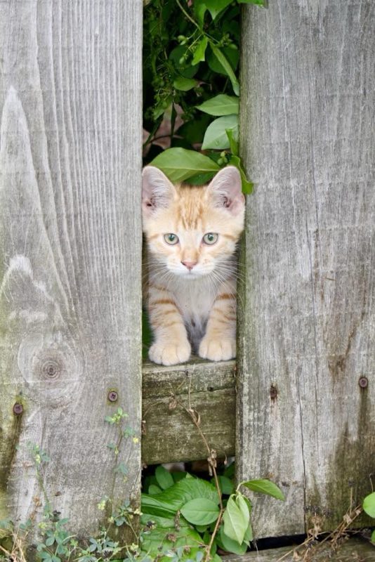 kitten between fence rails.