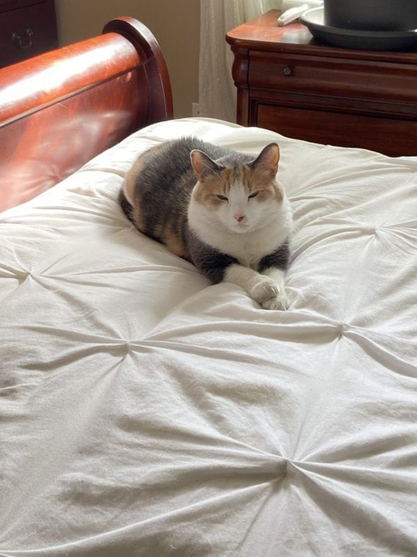 cat on bed.